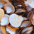 small beige scallop shell 1 kg